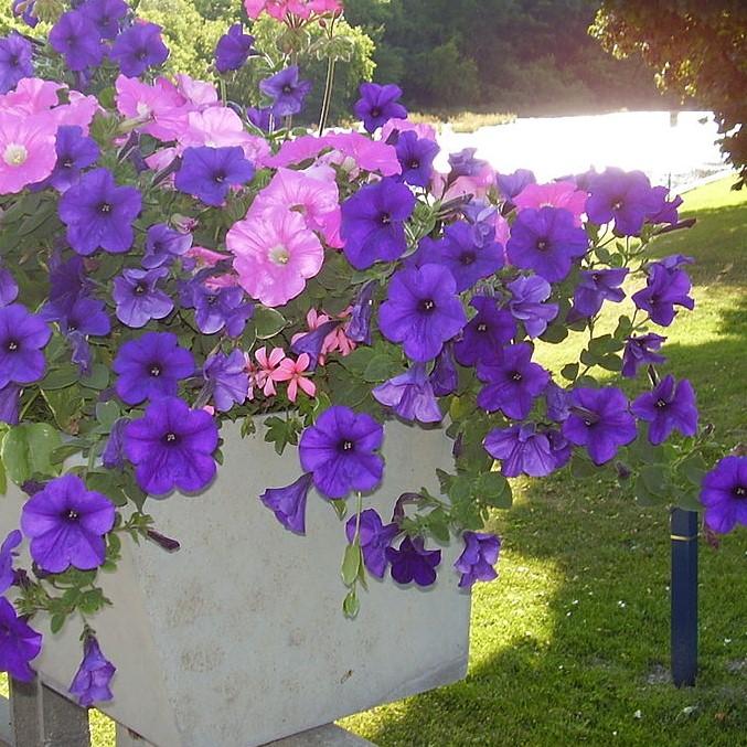 Petunia x 'PAS320593' ~ Easy Wave® Blue Spreading Petunia-ServeScape
