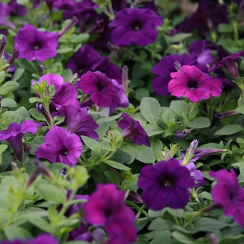 Petunia x 'PAS320593' ~ Easy Wave® Blue Spreading Petunia-ServeScape