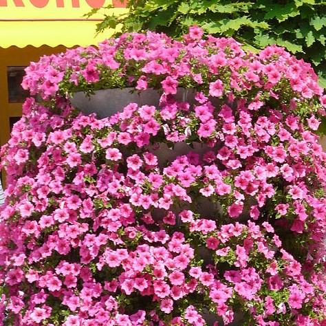 Petunia x 'PAS97504' ~ Wave® Pink Spreading Petunia-ServeScape