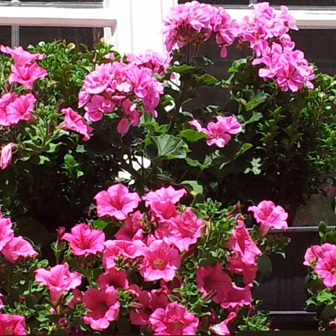 Petunia x 'PAS97504' ~ Wave® Pink Spreading Petunia-ServeScape