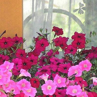 Petunia x 'PAS982903' ~ Easy Wave® Berry Velour Spreading Petunia-ServeScape