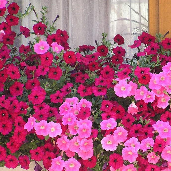 Petunia x 'PAS982903' ~ Easy Wave® Berry Velour Spreading Petunia-ServeScape