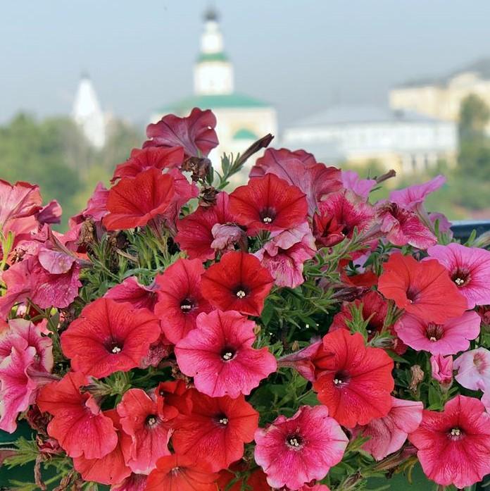 Petunia x 'PAS982903' ~ Easy Wave® Berry Velour Spreading Petunia-ServeScape