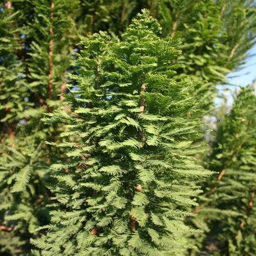 Taxodium distichum 'Peve Minaret' ~ Peve Minaret Bald Cypress-ServeScape