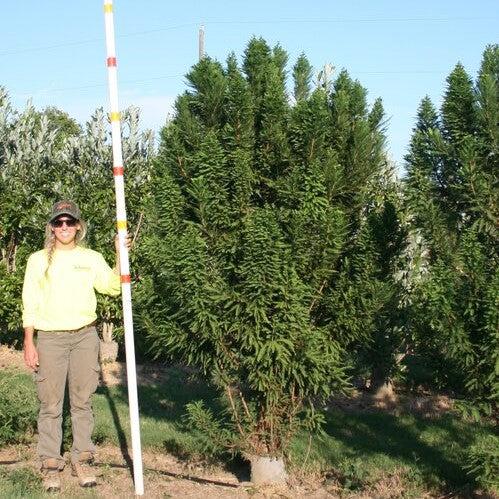 Taxodium distichum 'Peve Minaret' ~ Peve Minaret Bald Cypress-ServeScape