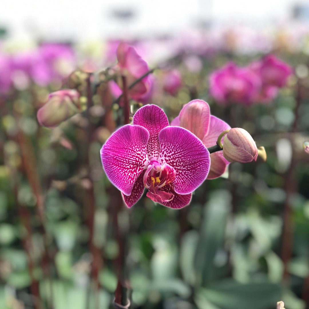 Phalaenopsis Sogo Yukidian ~Sogo Yukidian Orchid-ServeScape
