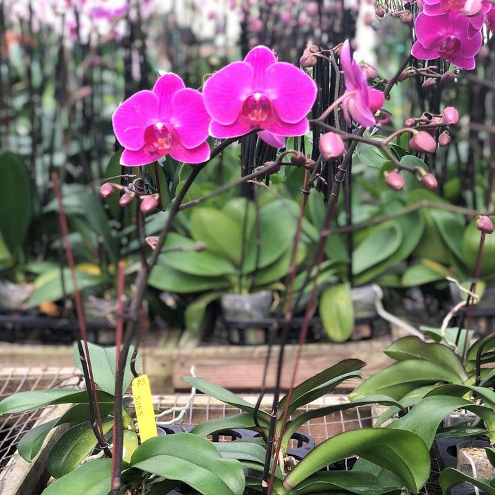 Phalaenopsis Sogo Yukidian ~Sogo Yukidian Orchid-ServeScape