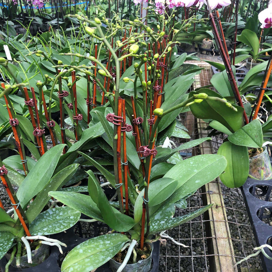 Phalaenopsis Sogo Yukidian ~Sogo Yukidian Orchid-ServeScape
