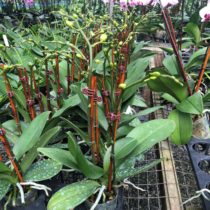 Phalaenopsis Sogo Yukidian ~Sogo Yukidian Orchid-ServeScape