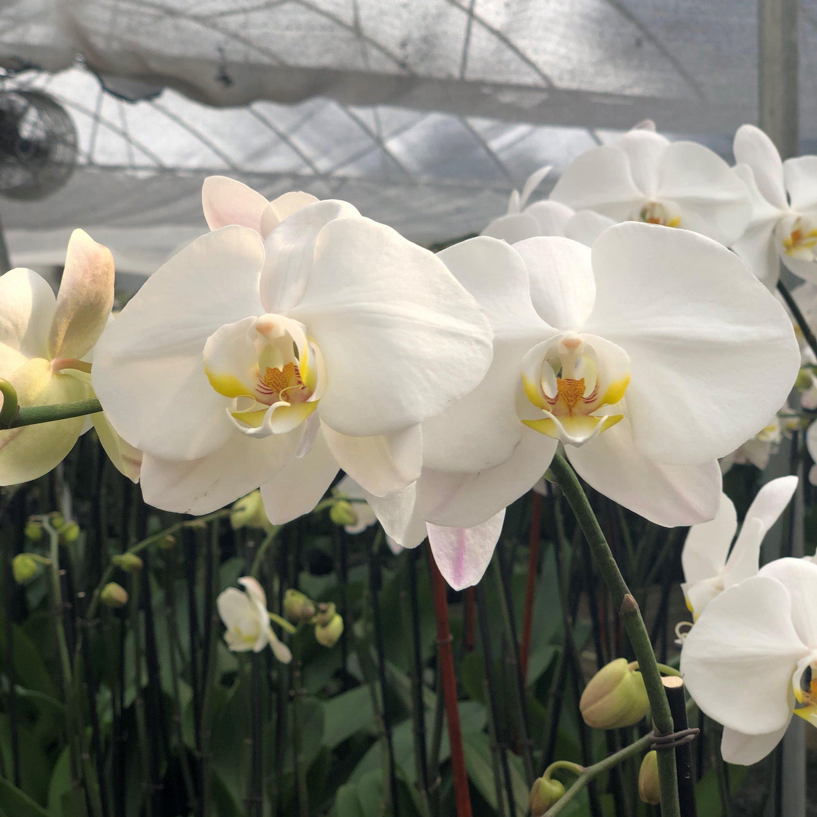 Phalaenopsis Sogo Yukidian 'V3' ~V3 Sogo Yukidian Orchid-ServeScape