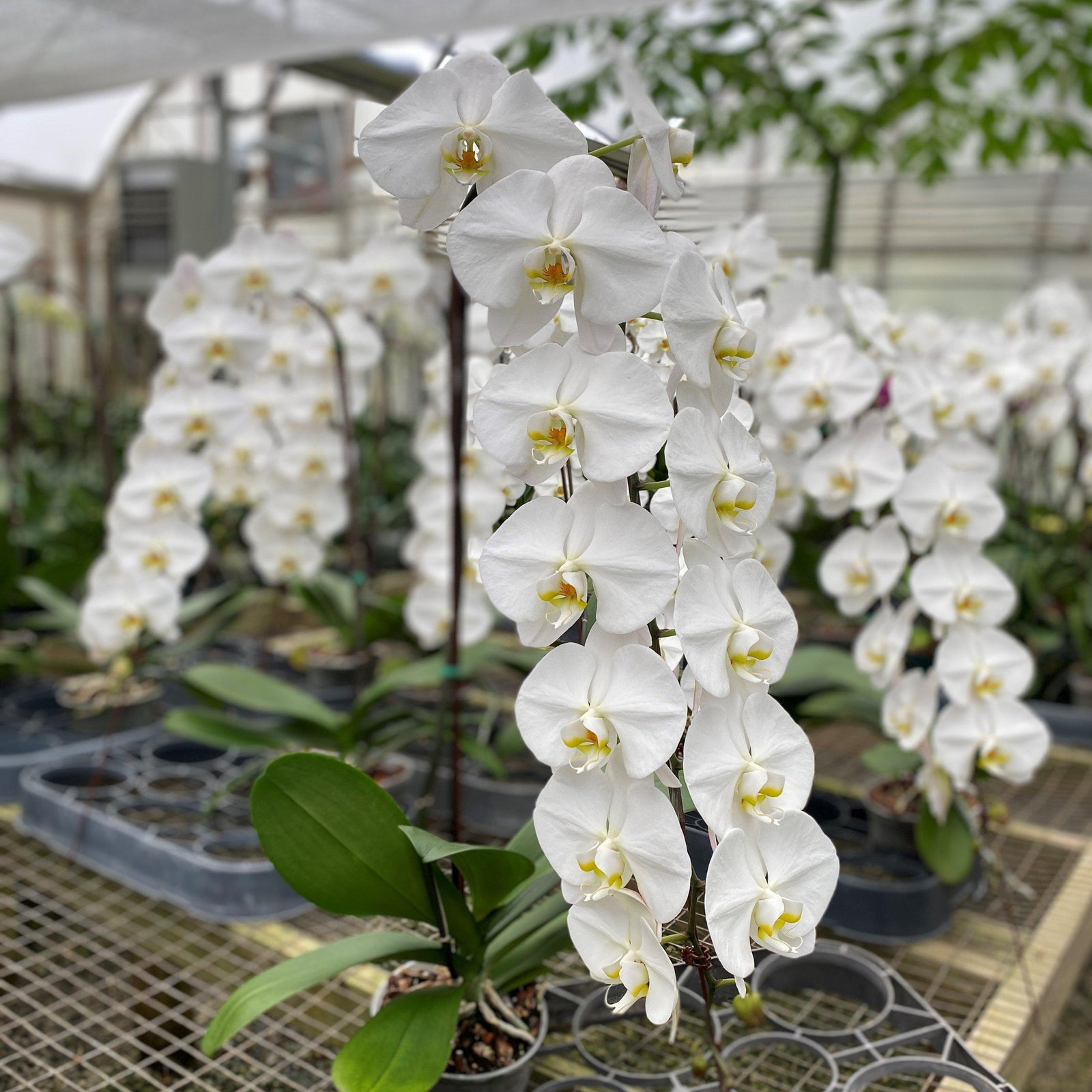 Phalaenopsis 'White Waterfall' ~ White Waterfall Moth-ServeScape