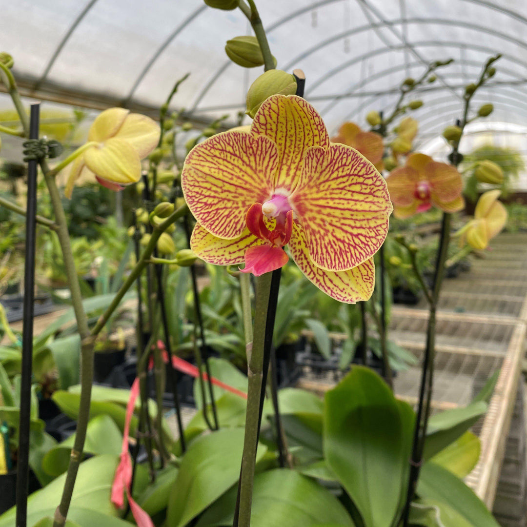 Phalaenopsis spp. ~ Moth Orchid-ServeScape