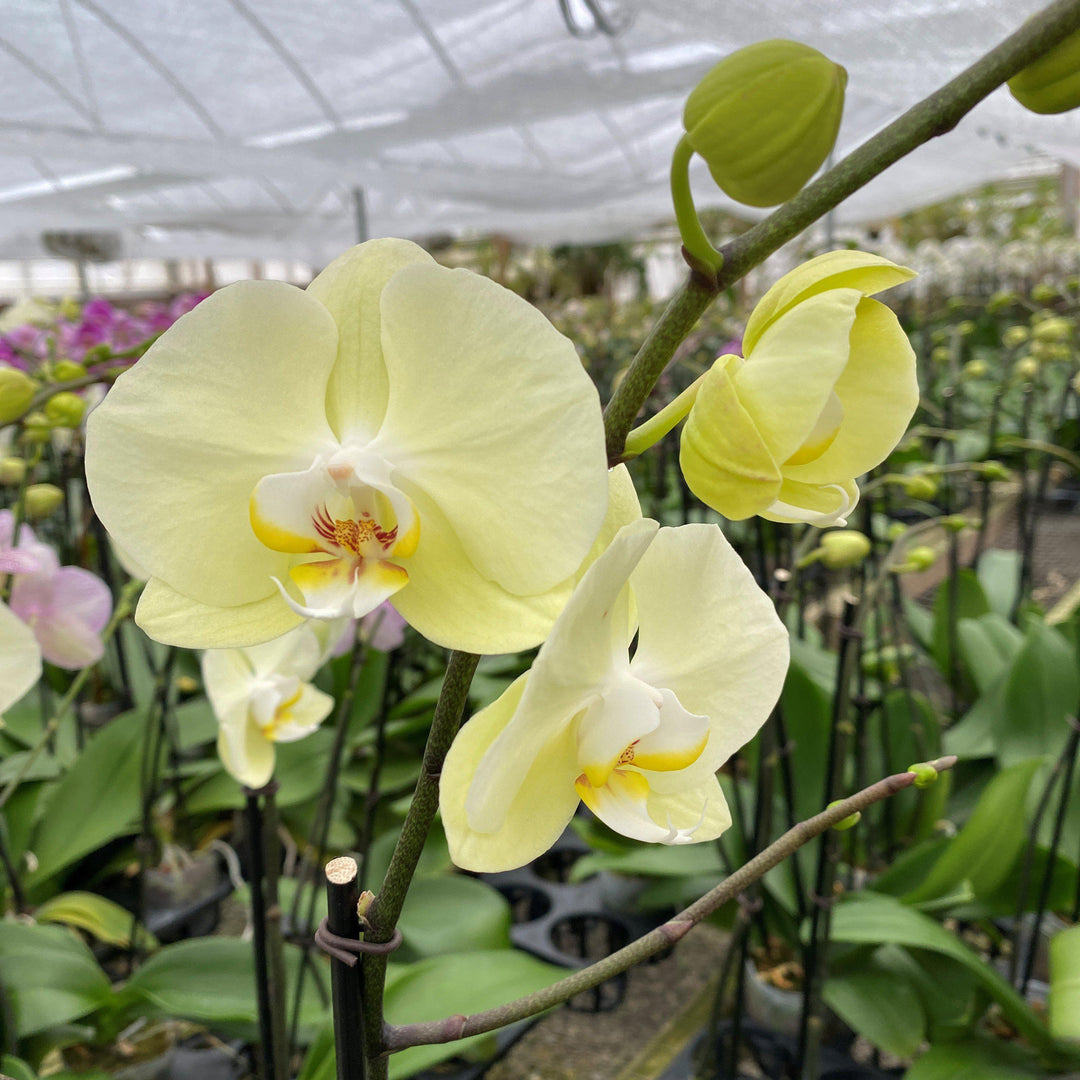 Phalaenopsis spp. ~ Moth Orchid-ServeScape