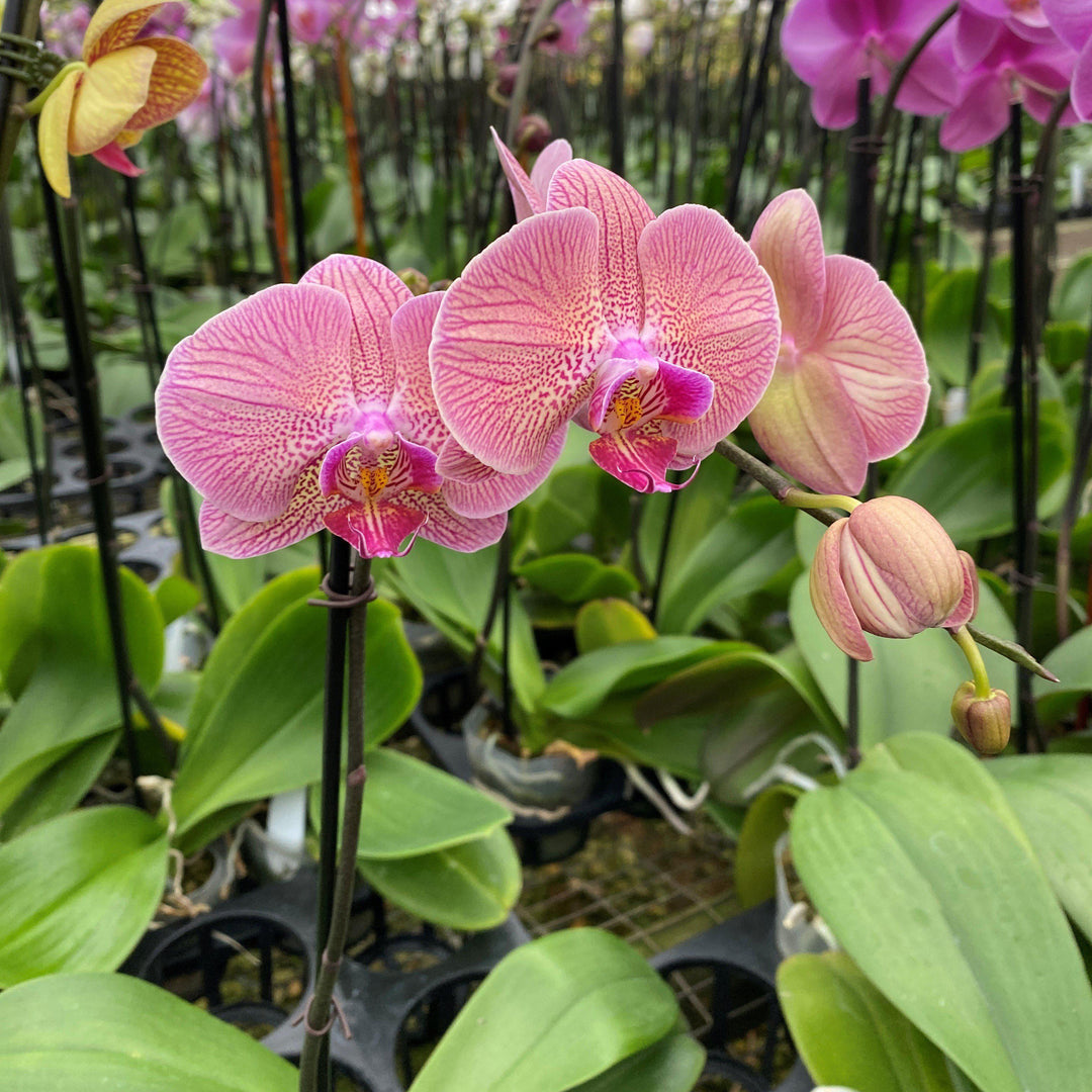 Phalaenopsis spp. ~ Moth Orchid-ServeScape