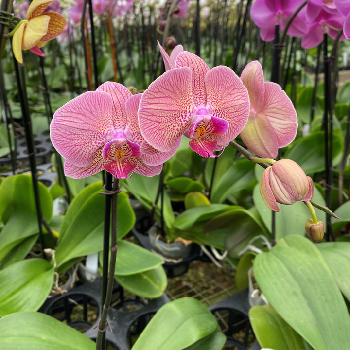 Phalaenopsis spp. ~ Moth Orchid-ServeScape