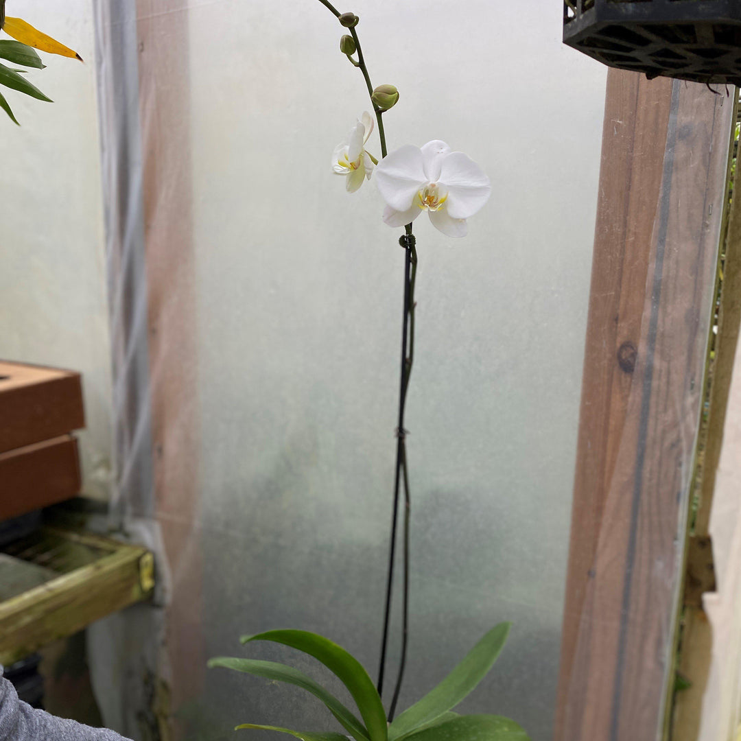 Phalaenopsis spp. ~ Moth Orchid-ServeScape