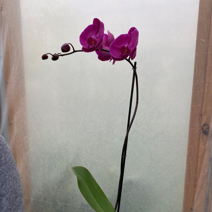 Phalaenopsis spp. ~ Moth Orchid-ServeScape