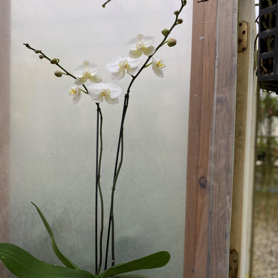 Phalaenopsis spp. ~ Moth Orchid-ServeScape