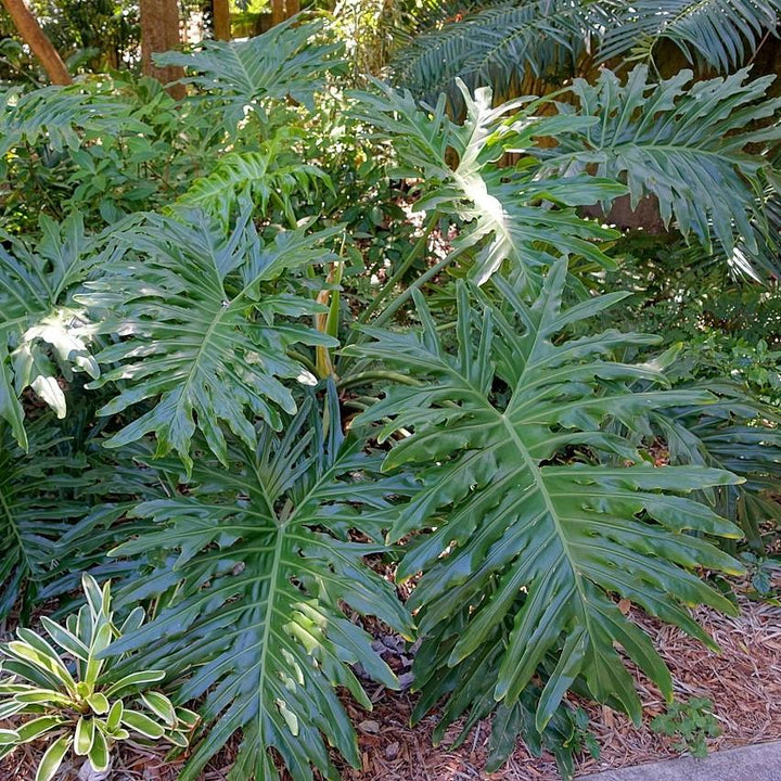 Philodendron bipinnatifidum ~ Split Leaf Philodendron-ServeScape