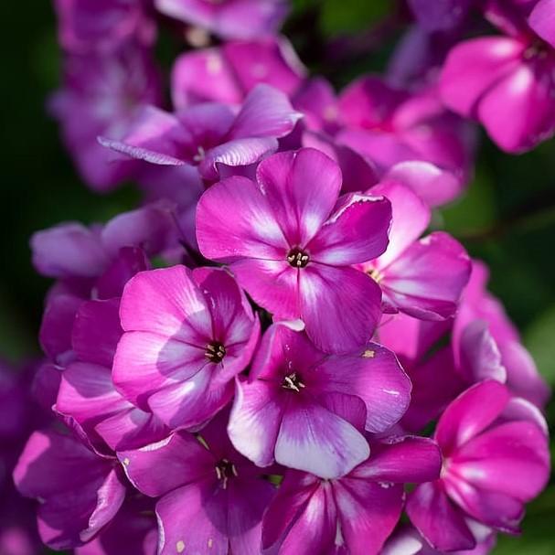 Phlox 'Fashionably Early Flamingo' ~ Fashionably Early Flamingo Phlox - Delivered By ServeScape