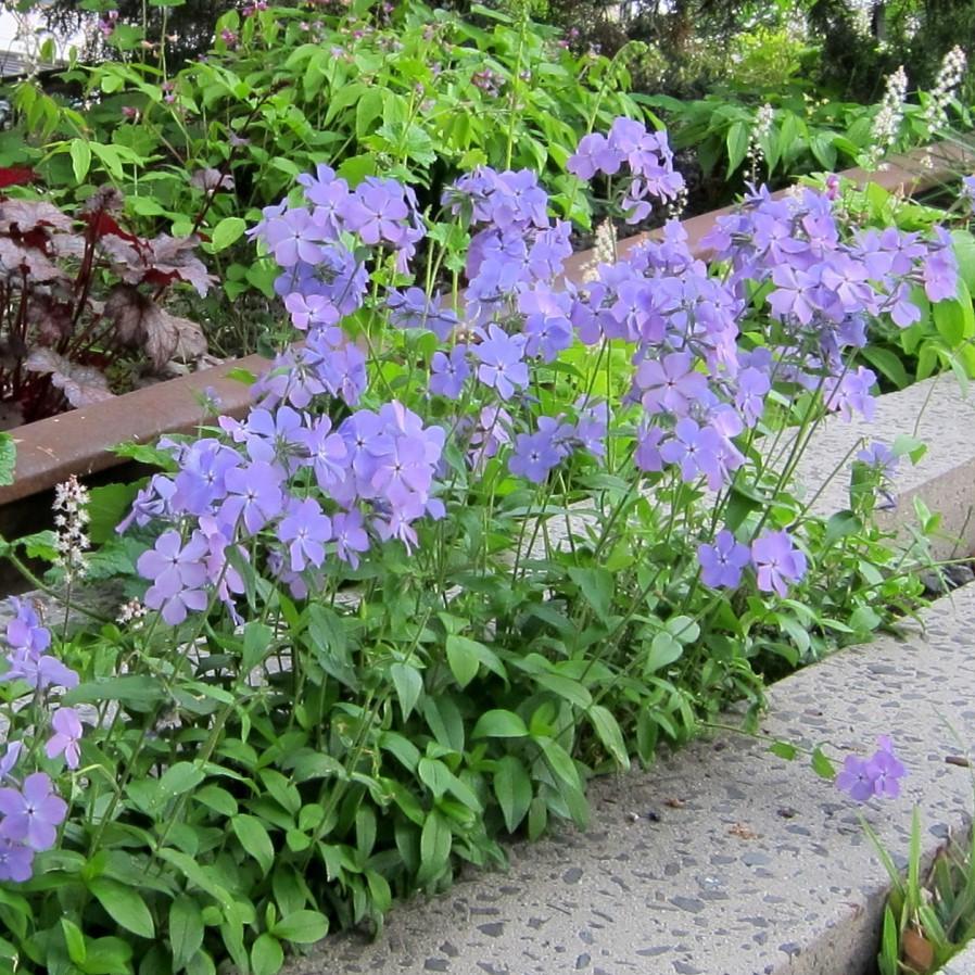 Phlox divaricata 'Blue Moon' ~ Blue Moon Woodland Phlox - Delivered By ServeScape