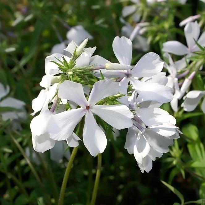 Phlox divaricata 'May Breeze' ~ May Breeze Woodland Phlox-ServeScape