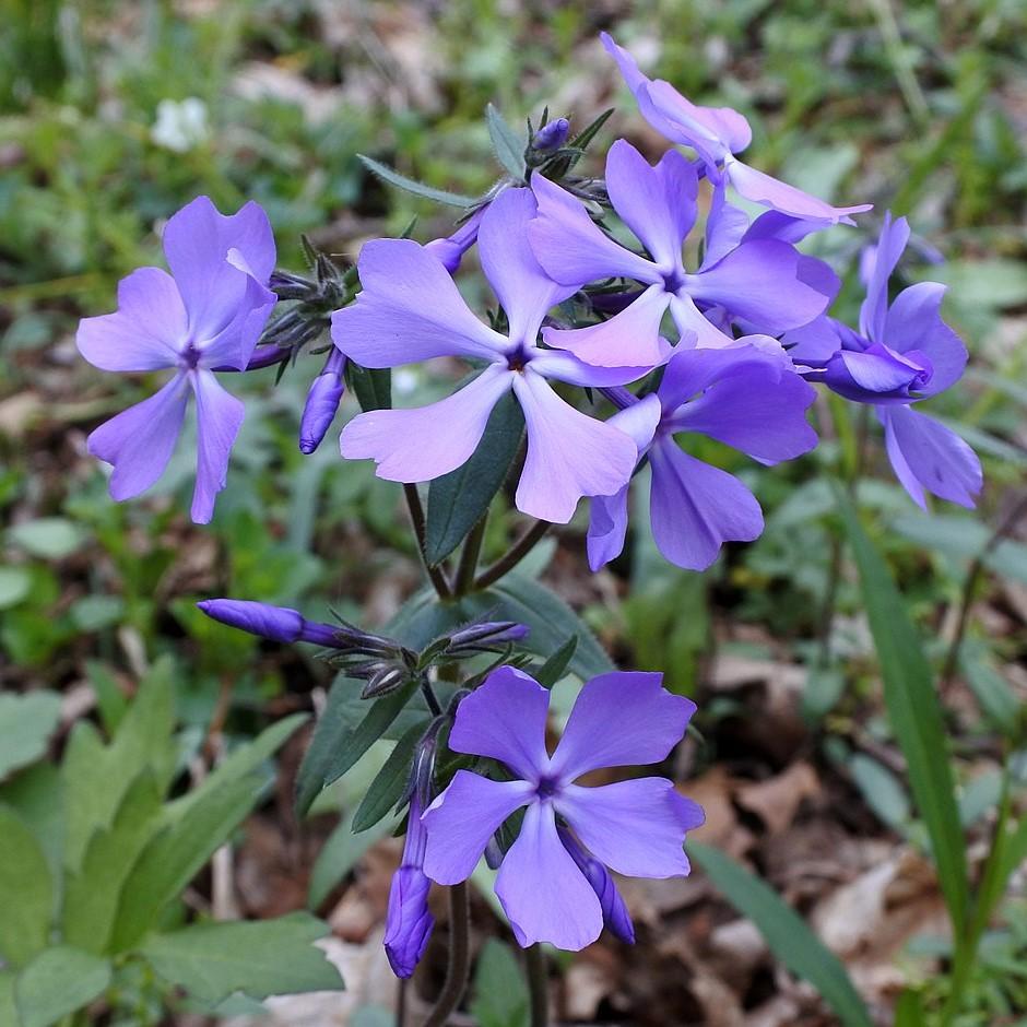 Phlox divaricata 'Ozzie's Purple' ~ Ozzie's Purple Woodland Phlox-ServeScape
