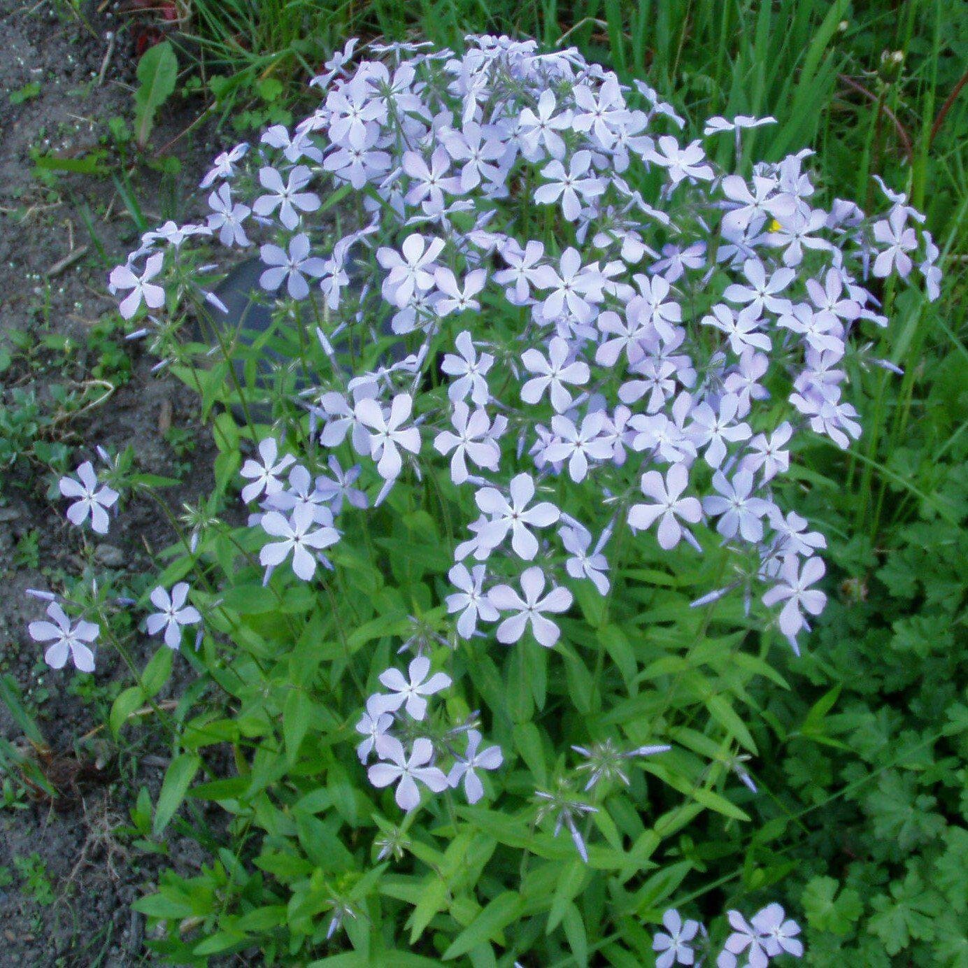 Phlox divaricata ~ Woodland Phlox-ServeScape