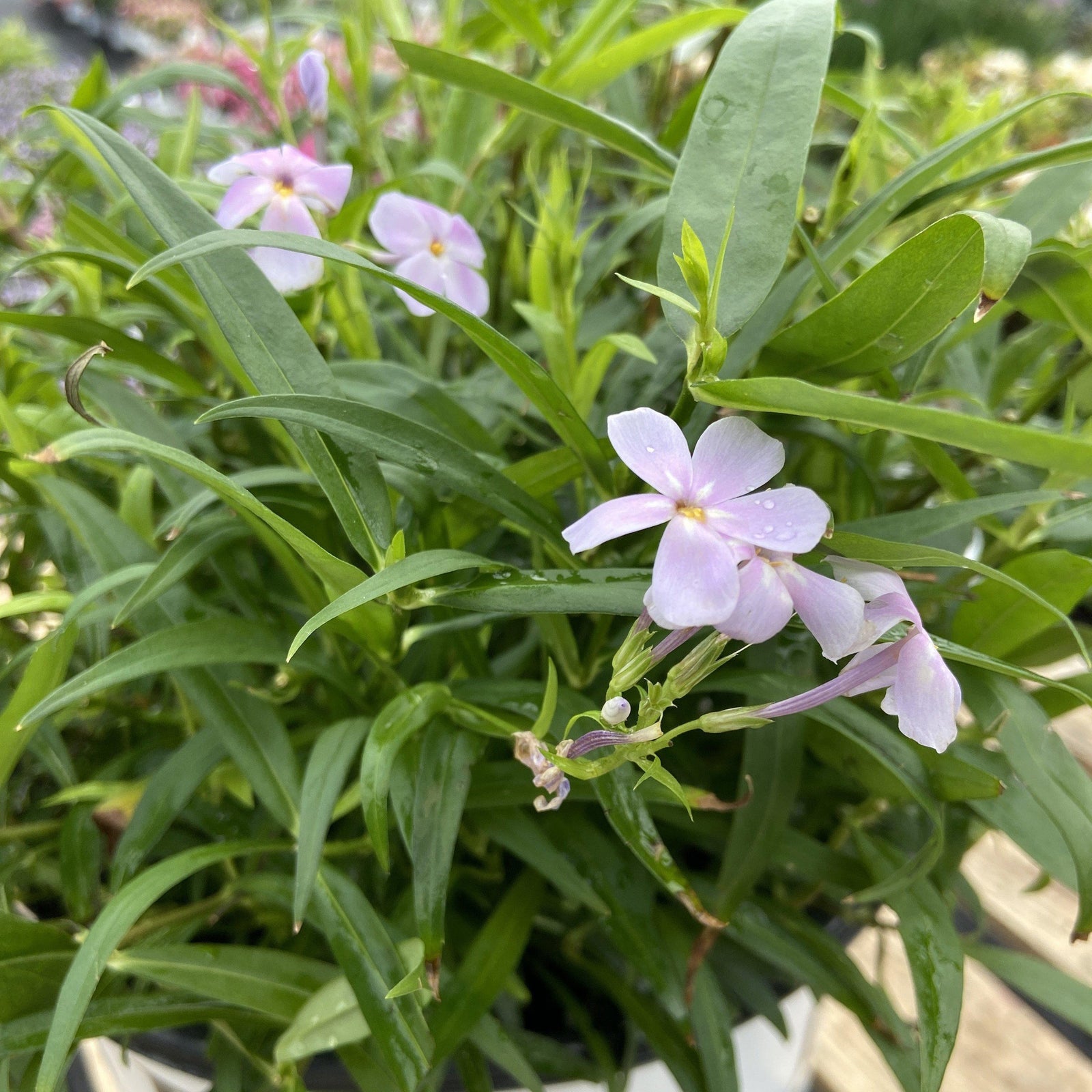 Phlox 'opening act pink – a – dot’ ~ phlox hybrid - Delivered By ServeScape