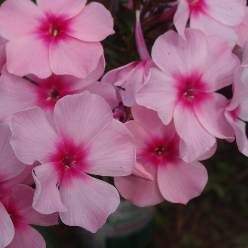 Phlox paniculata 'Ditoran' ~ Sweet Summer® Queen™ Garden Phlox-ServeScape