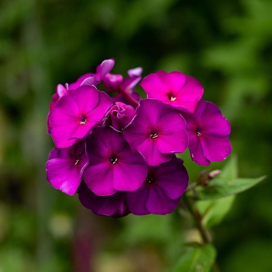 Phlox paniculata 'Düsterlohe' ~ Nicky Garden Phlox-ServeScape