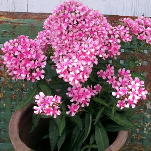 Phlox paniculata 'Jordan Schuster' PP26352 ~ Maiden America™ Phlox - Delivered By ServeScape