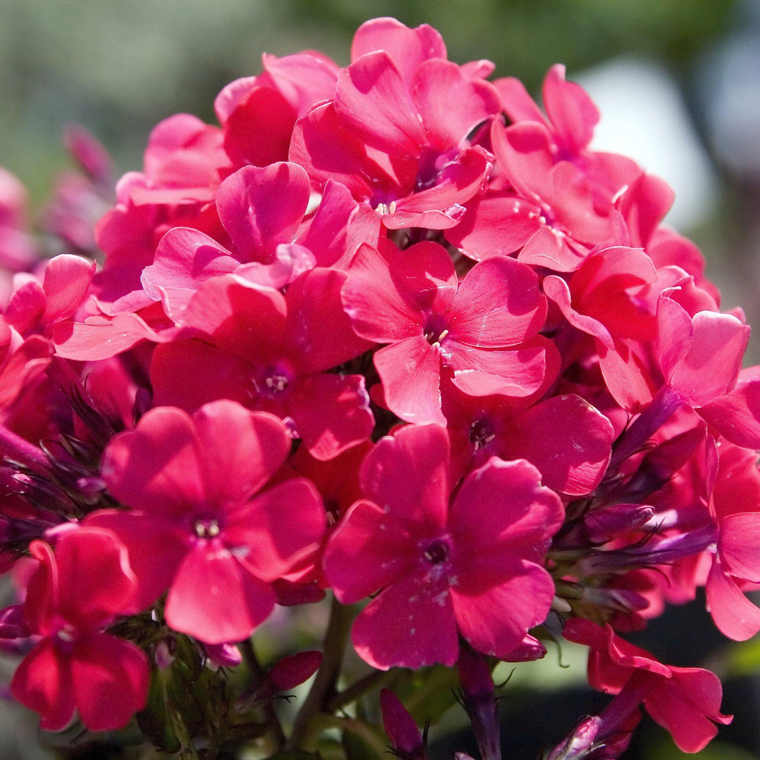 Phlox paniculata ' Starfire' ~ Starfire Garden Phlox-ServeScape