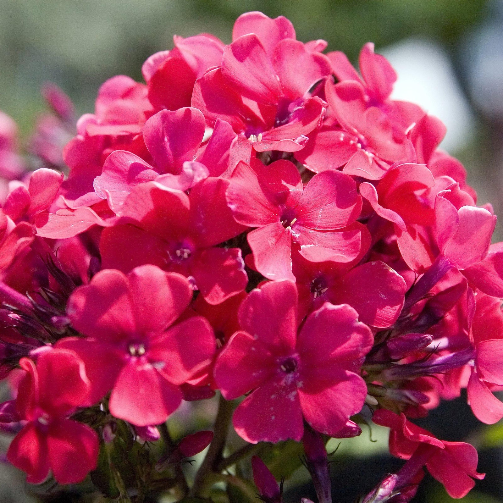 Phlox paniculata ' Starfire' ~ Starfire Garden Phlox-ServeScape