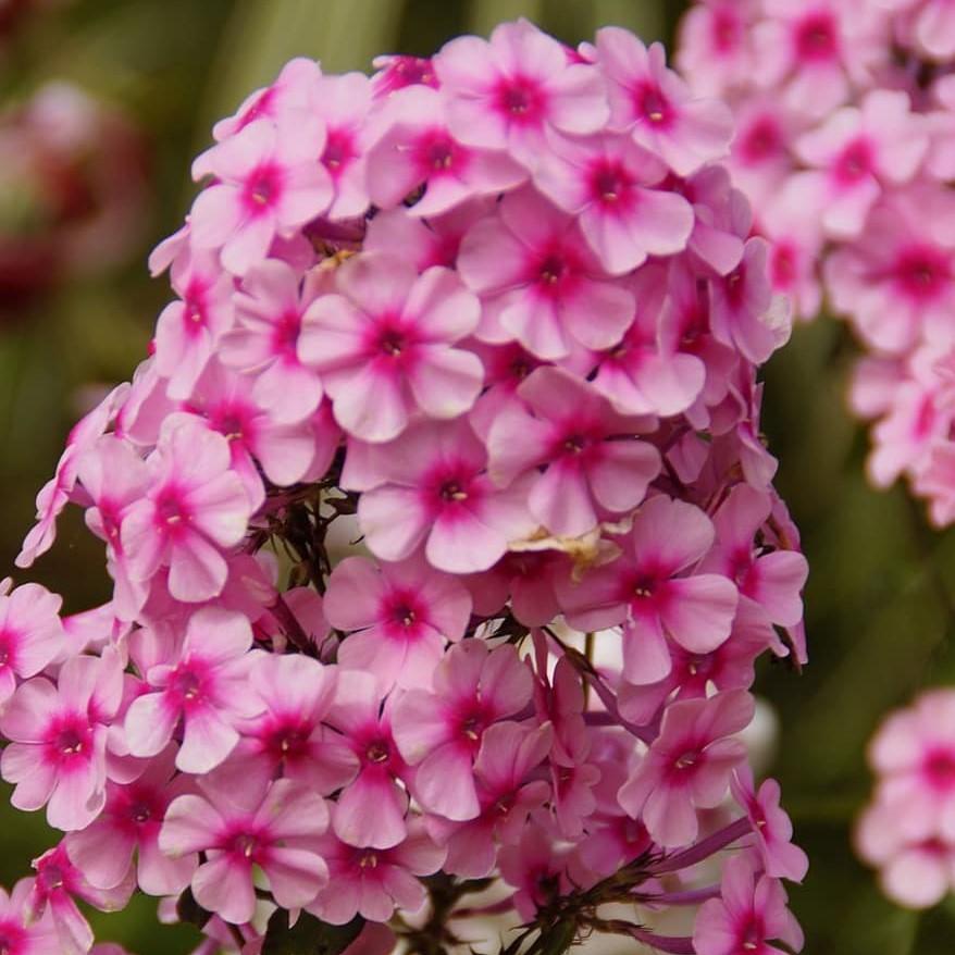 Phlox paniculata ‘Sweet Summer Festival’ ~ Sweet Summer™ Festival Garden Phlox-ServeScape