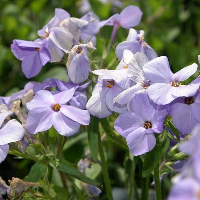 Phlox stolonifera 'Blue Ridge' ~ Blue Ridge Creeping Phlox-ServeScape