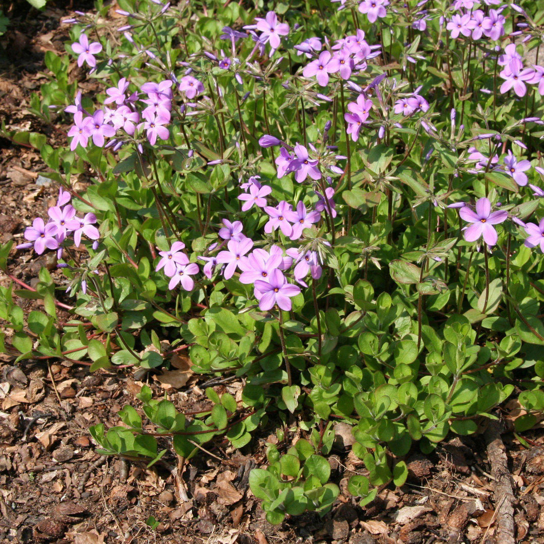 Phlox stolonifera ~ Creeping Phlox, Star-Rock Phlox-ServeScape