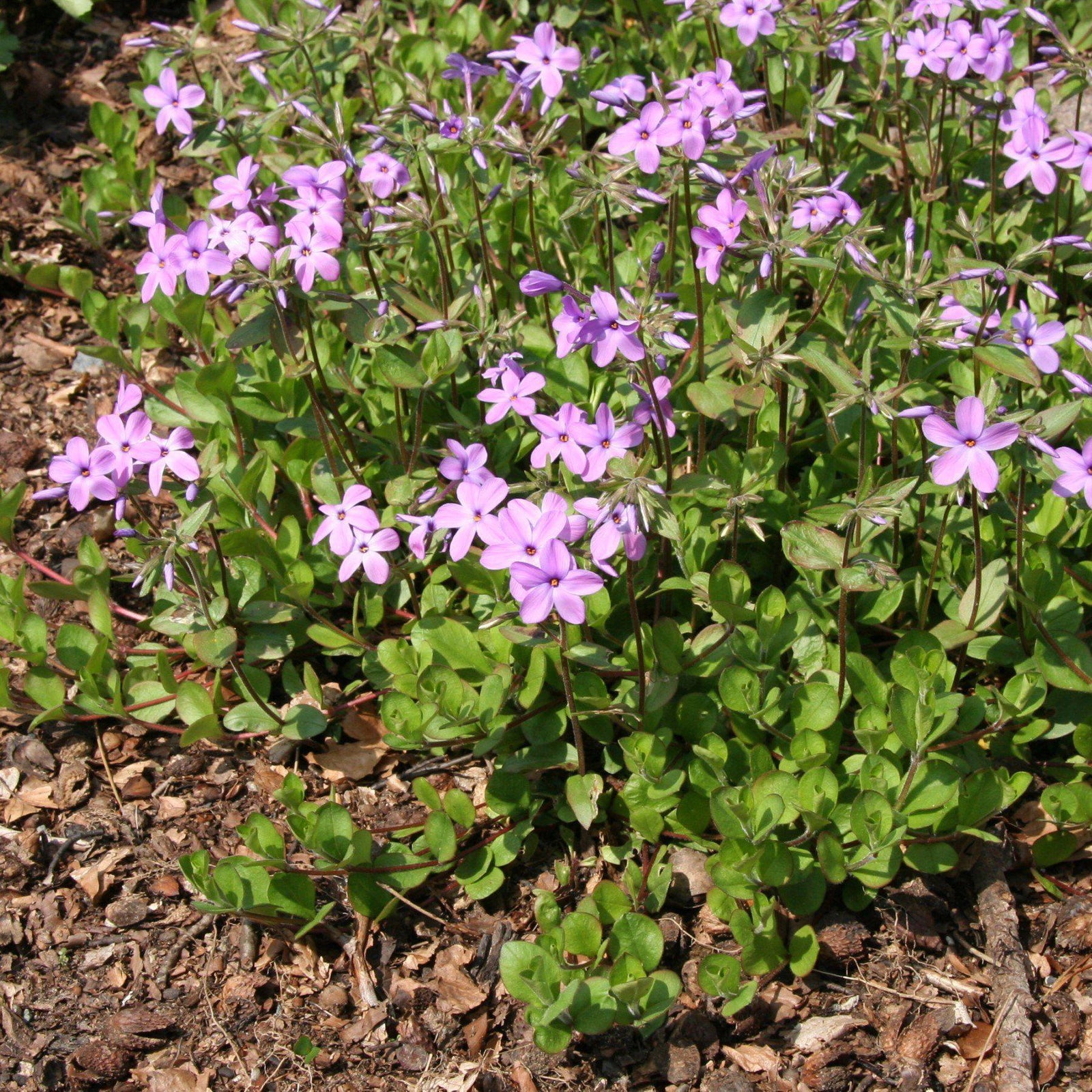 Phlox stolonifera ~ Creeping Phlox, Star-Rock Phlox-ServeScape