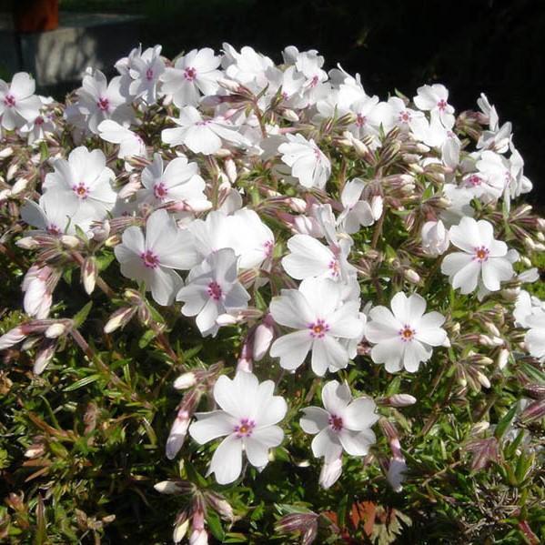 Phlox subulata 'Amazing Grace' ~ Amazing Grace Creeping Phlox-ServeScape