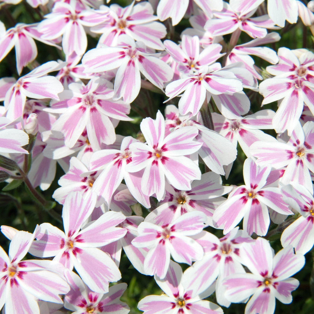 Phlox subulata 'Candy Stripes' ~ Candy Stripes Creeping Phlox-ServeScape