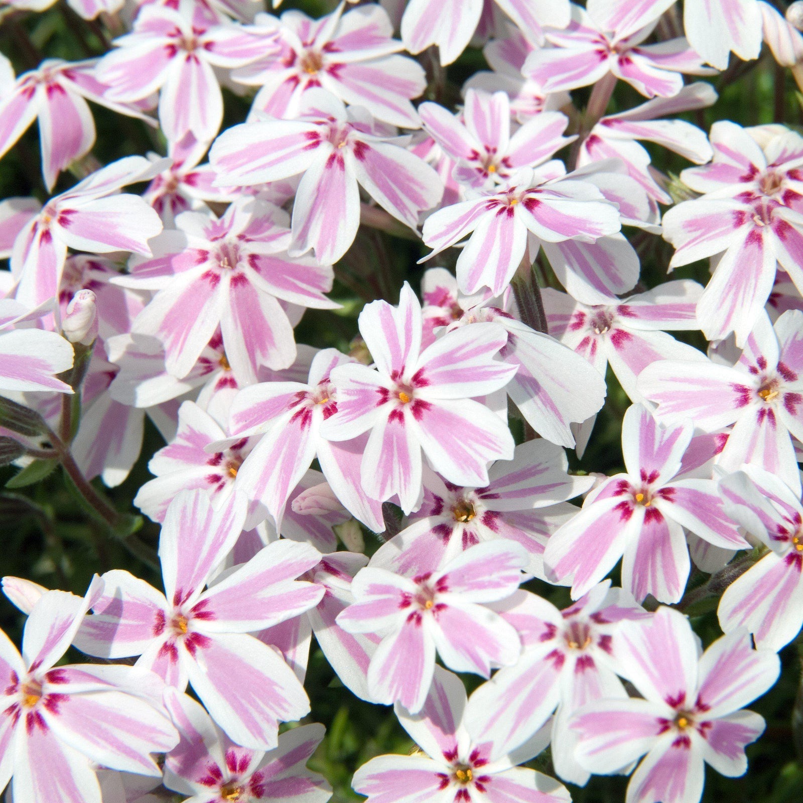 Phlox subulata 'Candy Stripes' ~ Candy Stripes Creeping Phlox-ServeScape