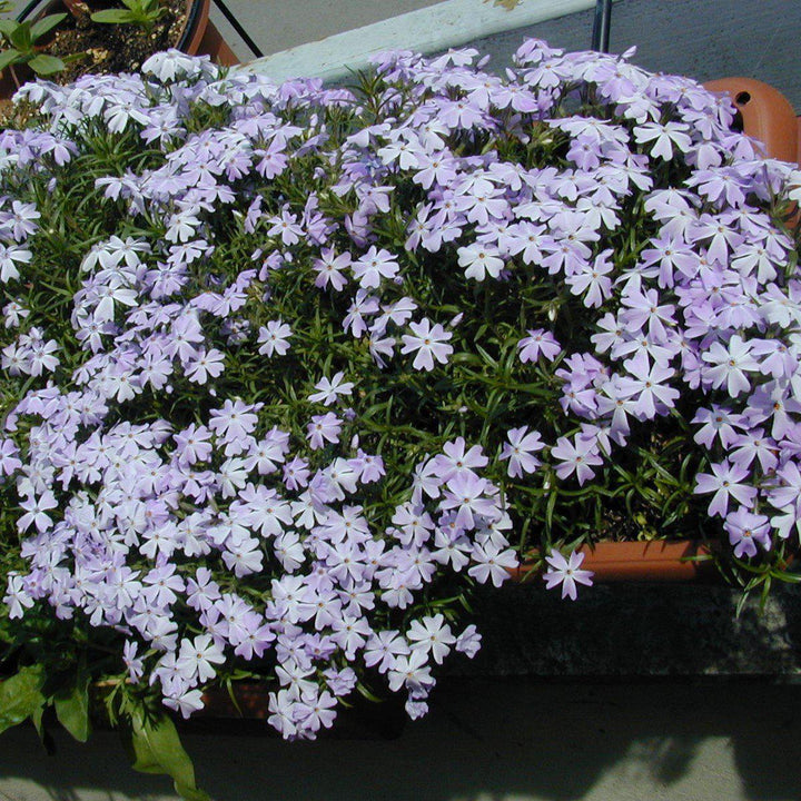 Phlox subulata ~ Creeping Phlox, Blue-ServeScape