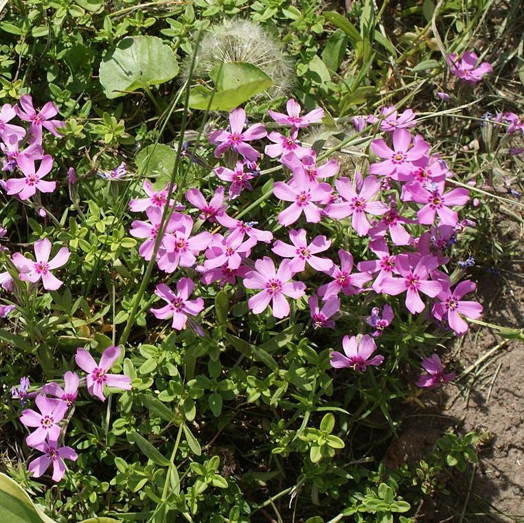 Phlox subulata ~ Creeping Phlox, Pink-ServeScape