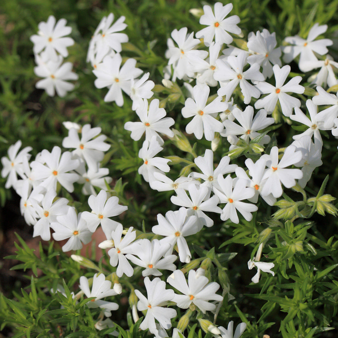 Phlox subulata ~ Creeping Phlox, White-ServeScape