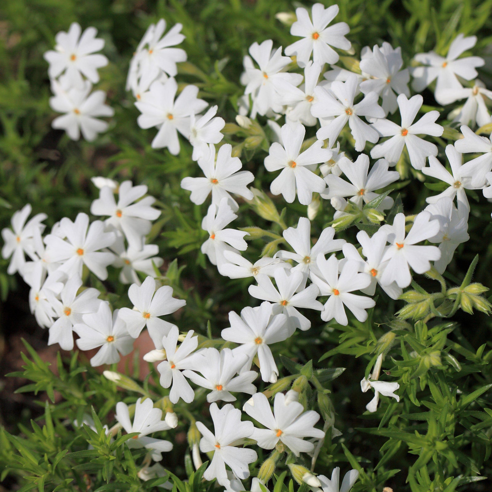 Phlox subulata ~ Creeping Phlox, White-ServeScape