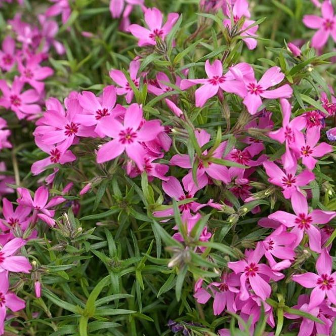 Phlox subulata 'Crimson Beauty' ~ Crimson Beauty Creeping Phlox-ServeScape