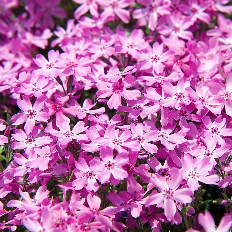Phlox subulata 'Crimson Beauty' ~ Crimson Beauty Creeping Phlox-ServeScape