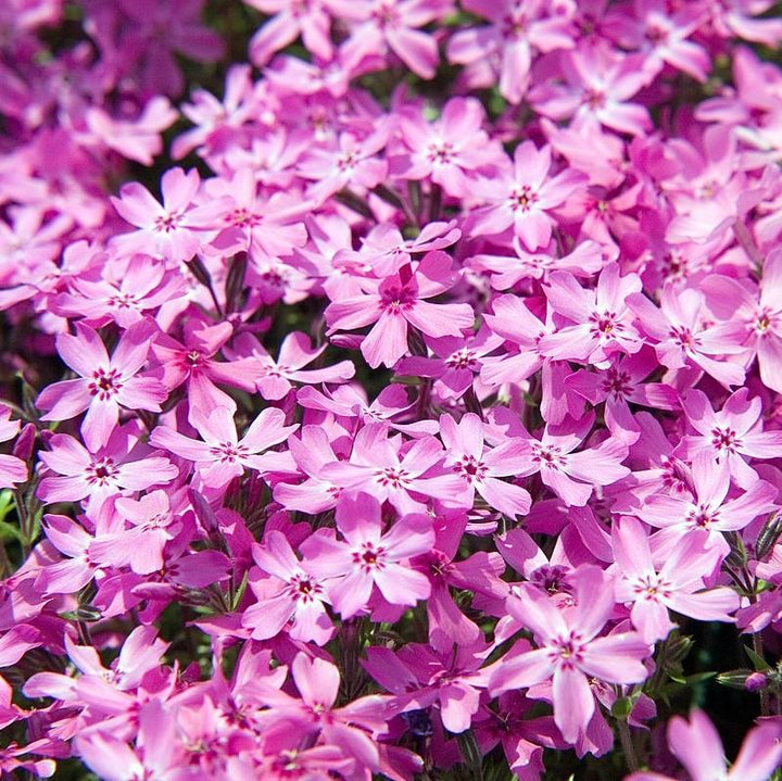 Phlox subulata 'Crimson Beauty' ~ Crimson Beauty Creeping Phlox-ServeScape