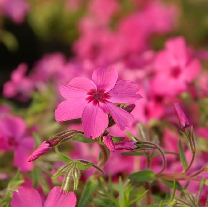 Phlox subulata 'Crimson Beauty' ~ Crimson Beauty Creeping Phlox-ServeScape