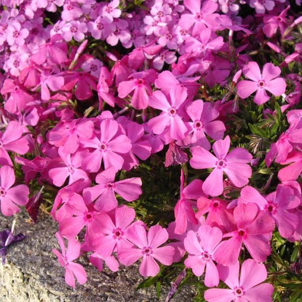 Phlox subulata 'McDaniel's Cushion' ~ McDaniel's Cushion Creeping Phlox - Delivered By ServeScape